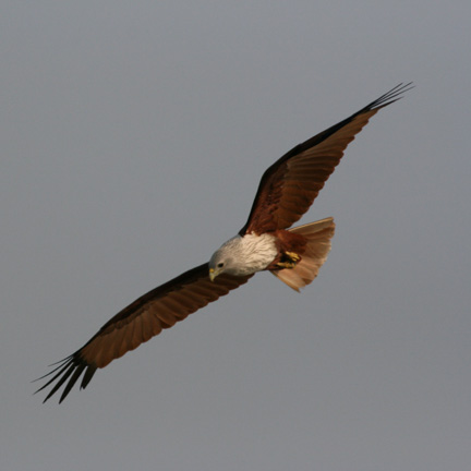 Brahmin Kite I worked hard to get this shot of the circling Brahmin Kite