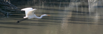 Elegance This bird was in the Sonderbans in Southern Bangladesh.
