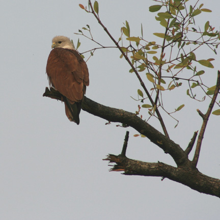 Fisherman This fish eagle is looking for his next meal, which obviously will be fish.