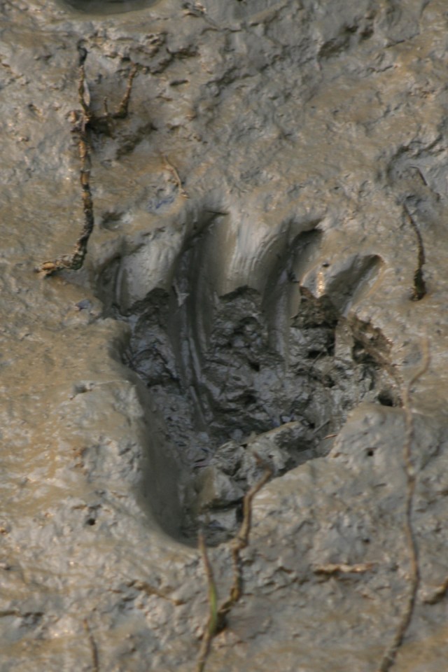 Royal Bengal Tiger Tracks! Royal Bengal Tiger Tracks!