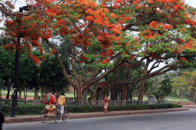Krishnachura Tree showing its finest. Krishnachura Tree showing its finest.