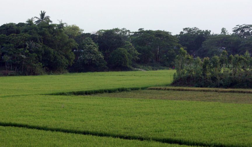 Beautiful Bangladesh!