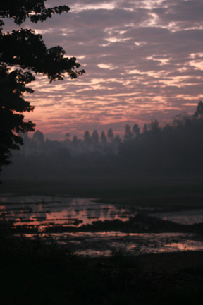 Sunrise Over Rice Paddy