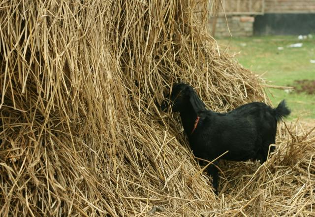 Is there a needle in the haystack?
