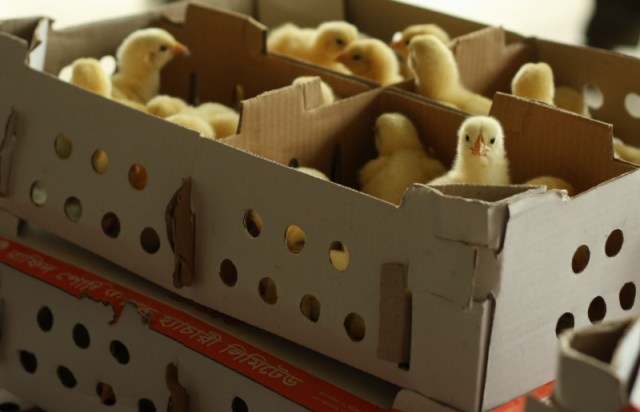 Ingredient for a great curry someday!