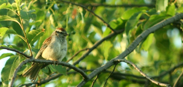 Sparrow