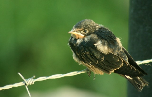 Baby Bird- Robin?