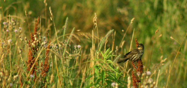 Sparrow- Which Variety?