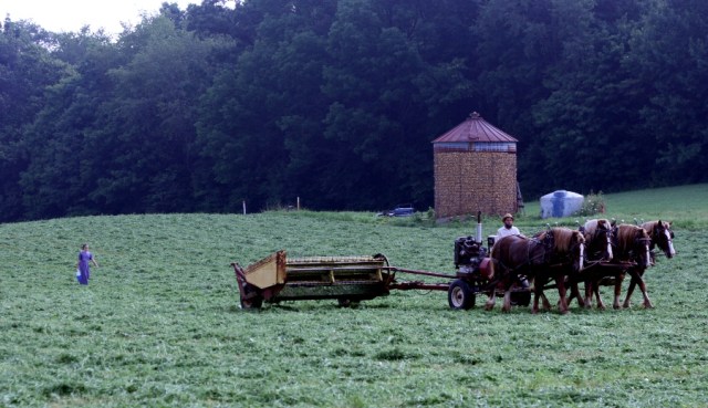 Amish Farmer