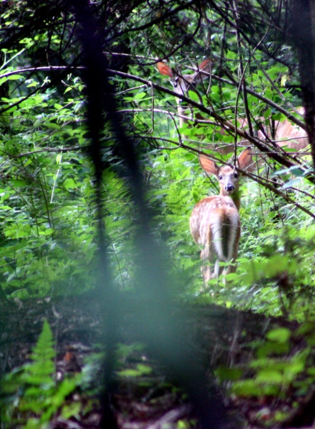 Eyeing the photographer