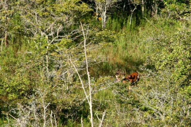 Nice Rack on this White-tailed deer.