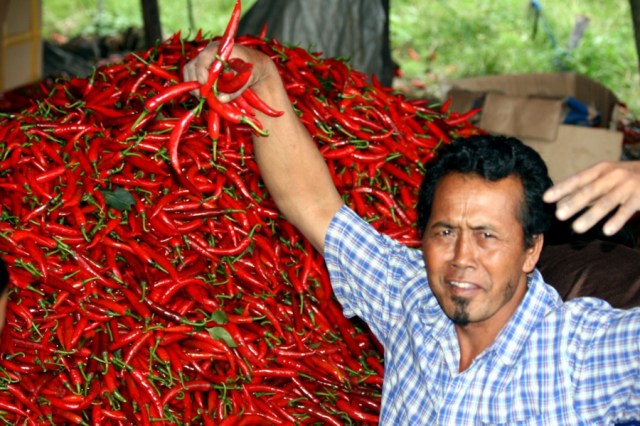 A Pile of Chilis!