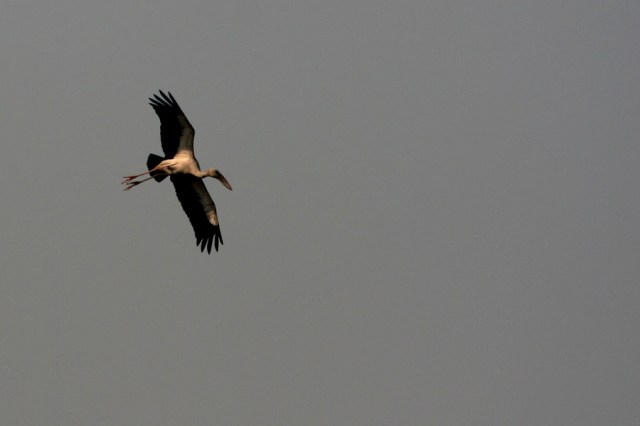 Stork