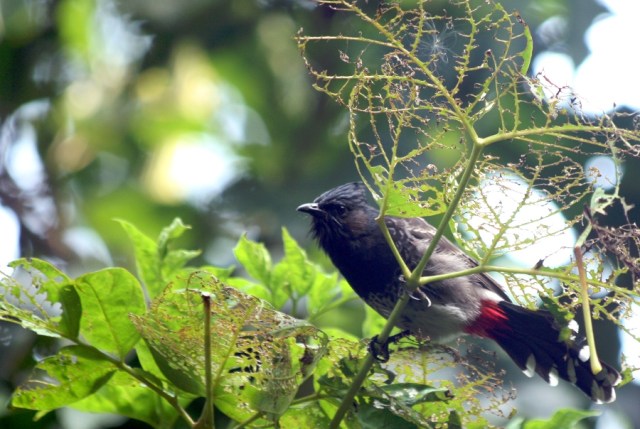 Red-Vented Bulbul
