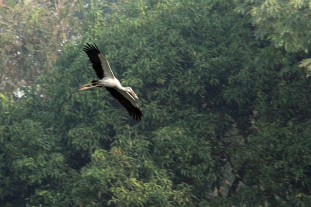 Flying Asian Openbill