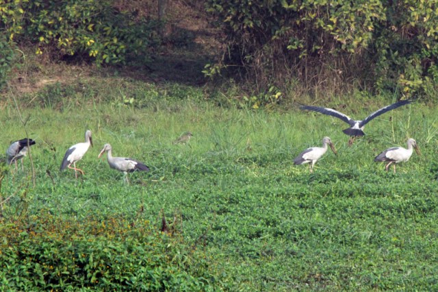 Grazing Asian Openbills