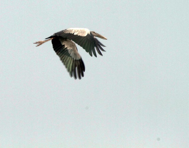 Asian Openbill