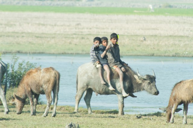 Three Boys and a Cow