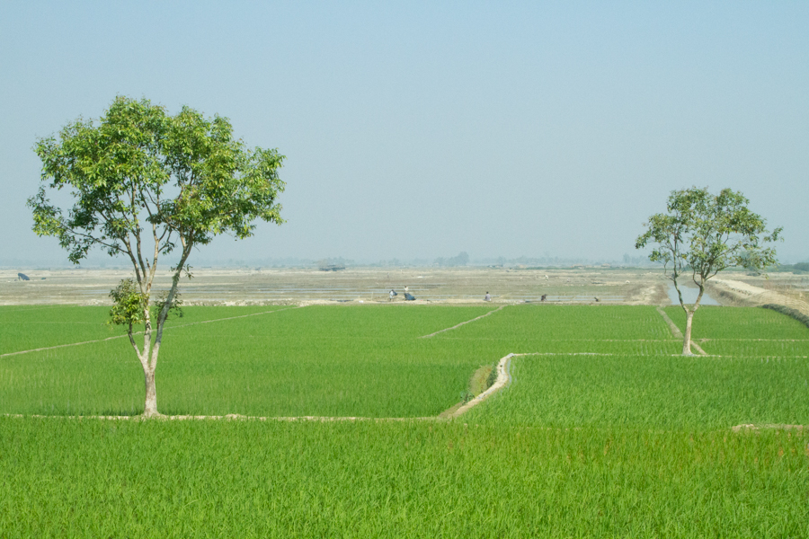 Beautiful Rice Fields of Bangladesh | The Camerist's Collection