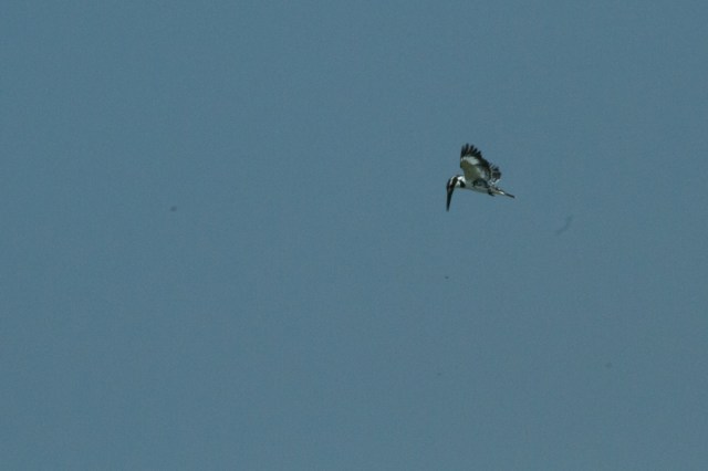 Pied Kingfisher