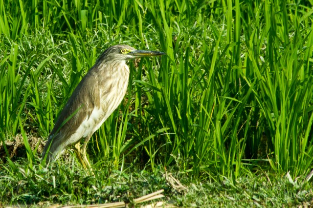 Indian Pond Heron