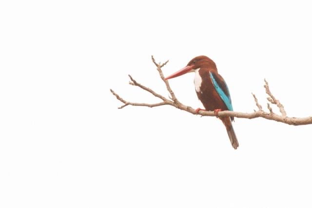 White-Throated Kingfisher