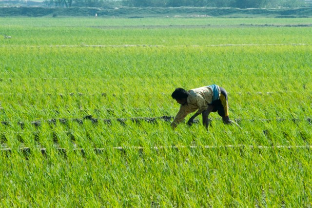 Bengali Farmer