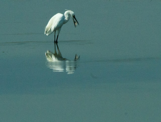 Little Egret?