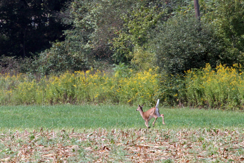 White-Tailed Doe in Berks County, Pa.