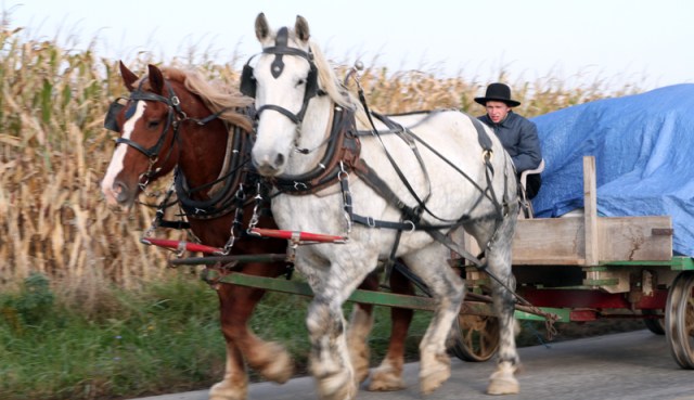 A team of workhorses doing their job.