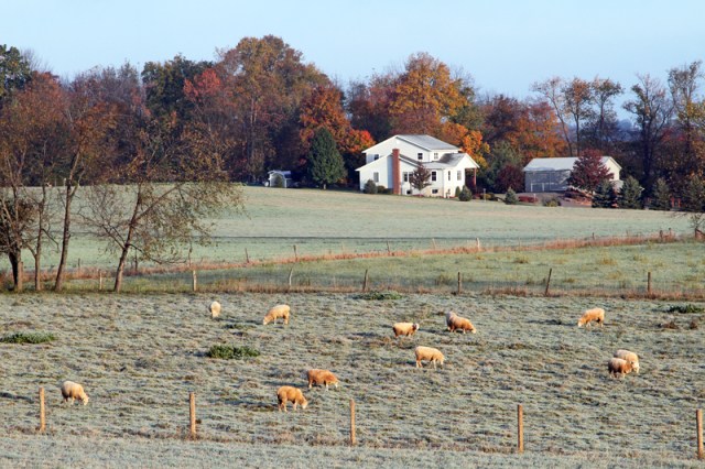 Sheep in Autumn