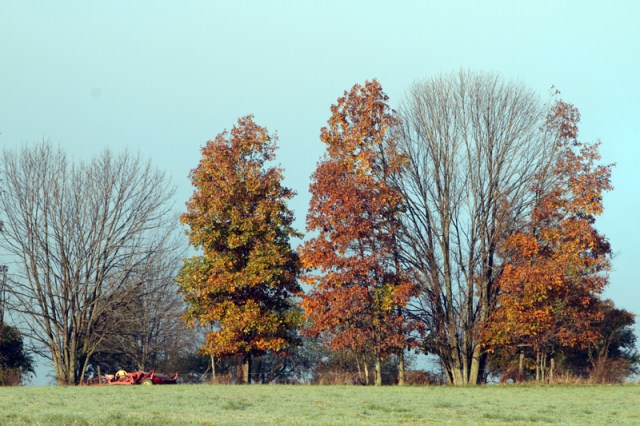 Some Trees Bare & Some with Colorful Leaves