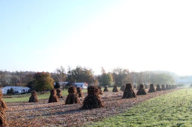 Early Morning Sun Hitting Shocks