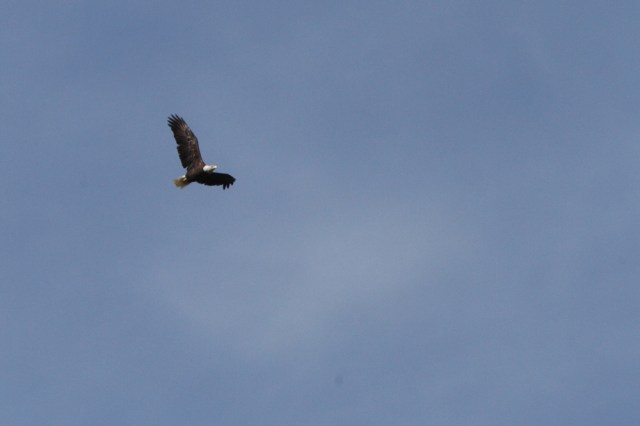 Bald Eagle