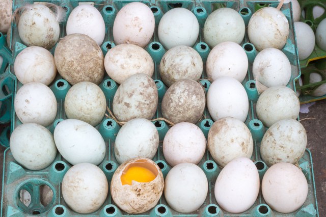 In a Tray and Yoke Visible StreetPhotography-7801