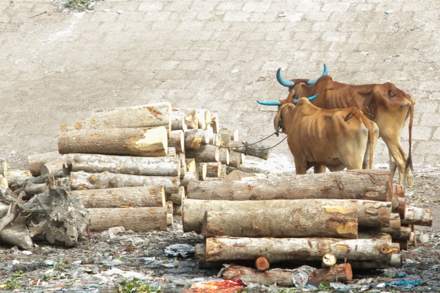 marlandphotos-blog-photography-OldDhaka-Buriganga-Cows-BlueHorns