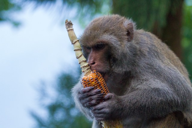marlandphotos-blog-photography-cornonthecob-Darjeeling