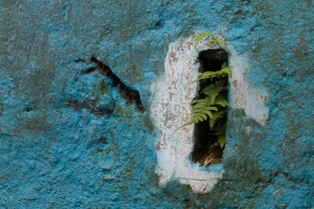 marlandphotos-Blog-photography-Plant-Fern-Darjeeling