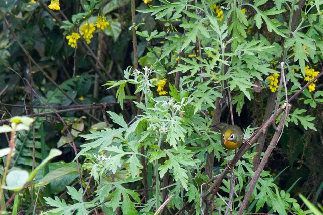 marlandphotos-blog-photography-bird-pekingrobin-Darjeeling
