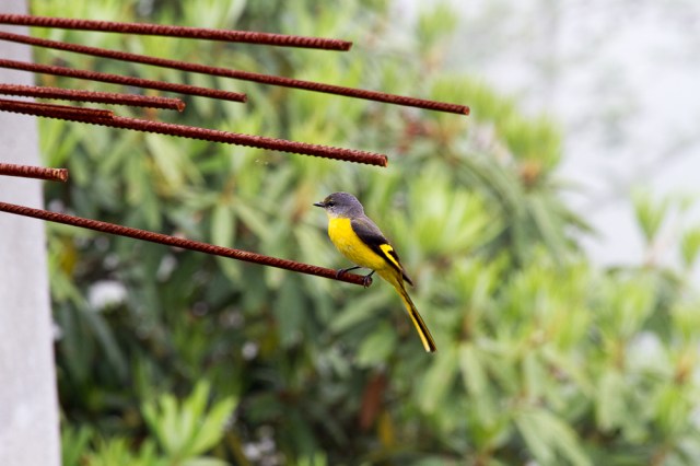 marlandphotos-blog-photography-birds-scarletminivet