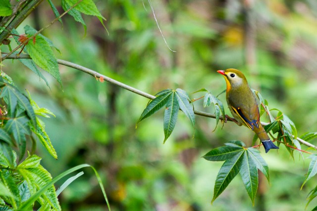 marlandphotos-blog-photography-bird-redbilled-leothrix-darjeeling-india