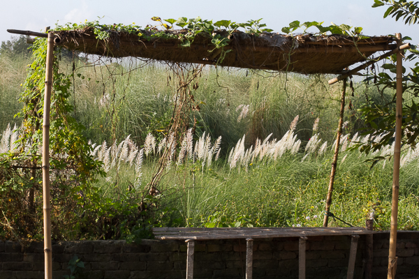 Kashbon as Seen Behind Arbor
