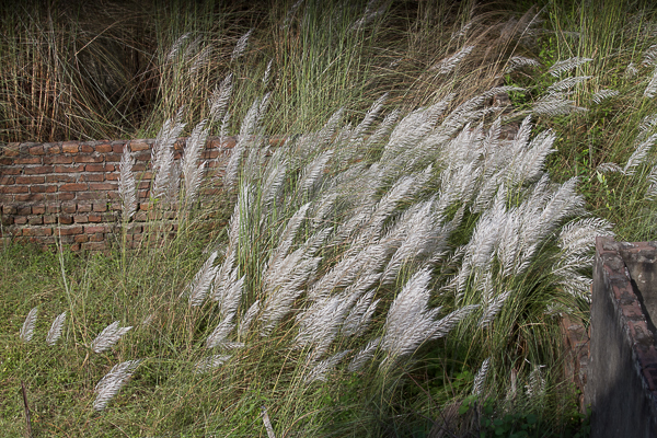 Kashban Near Brick Wall