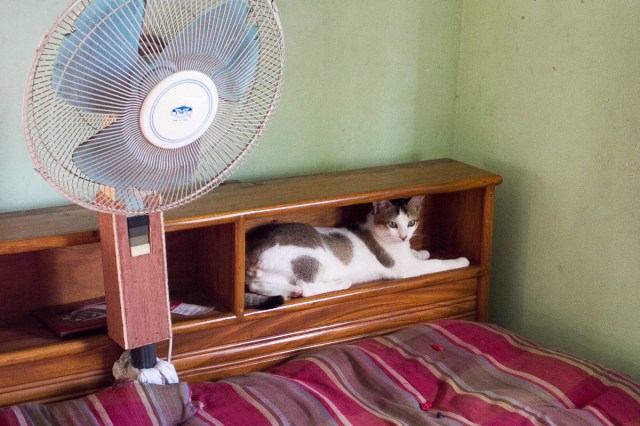Nestled in The Headboard-Preparing Her Move