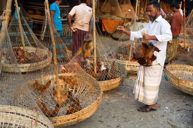 marlandphotos-blog-photography-bazaar-bangladesh-Chickens