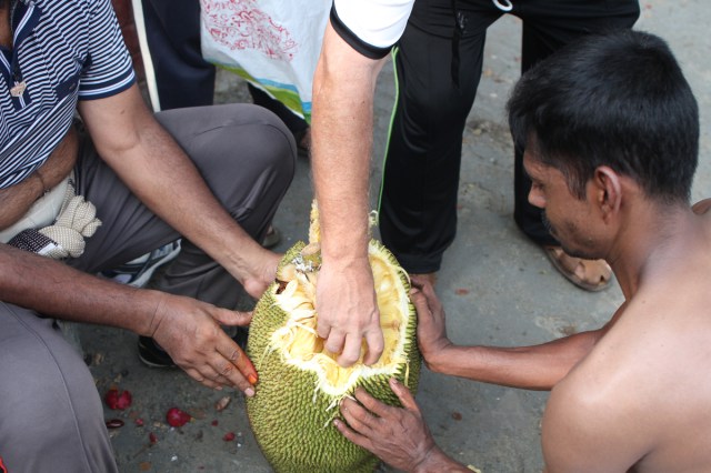 Reaching for a bulb of Jack Fruit