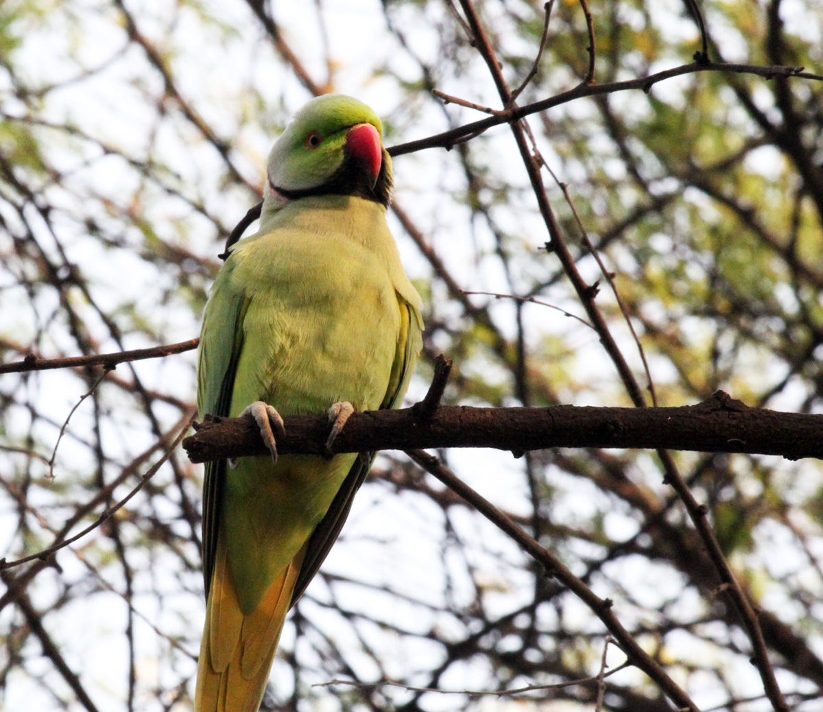 Tail Missing on Photo!