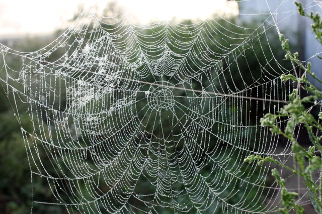 Dew Drops on the Web
