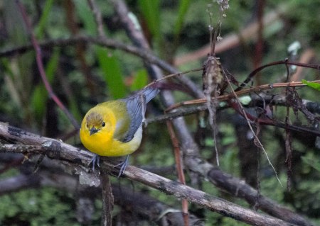 Prothonotary Warbler