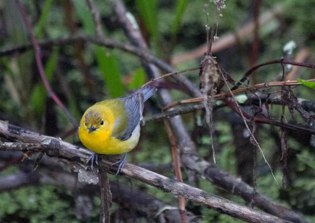 Prothonotary Warbler